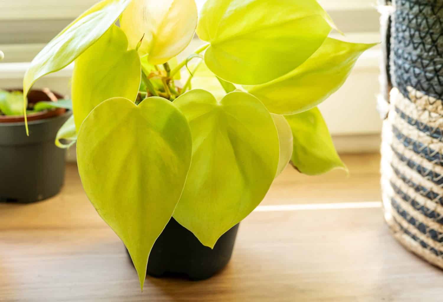 philodendron scadens lemon lime in the pot at home. Indoor gardening. Hobby. Green houseplants. Modern room decor, interior. Lifestyle, Still life with plants