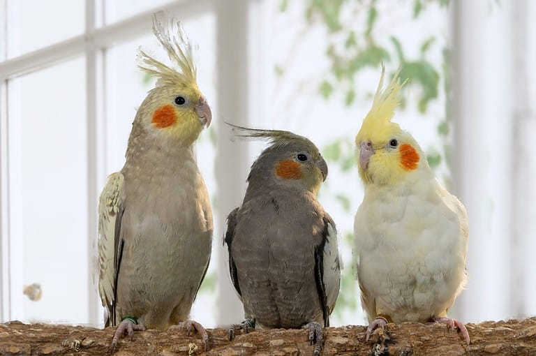 Artificial hatching of pet bird hand raised Xuanfeng parrot