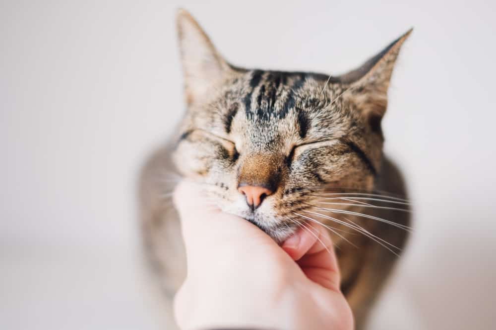 Cute tabby kitty enjoying caresses of his human. Female hand petting european shorthair cat, close up. Domestic animals. Purring cat.