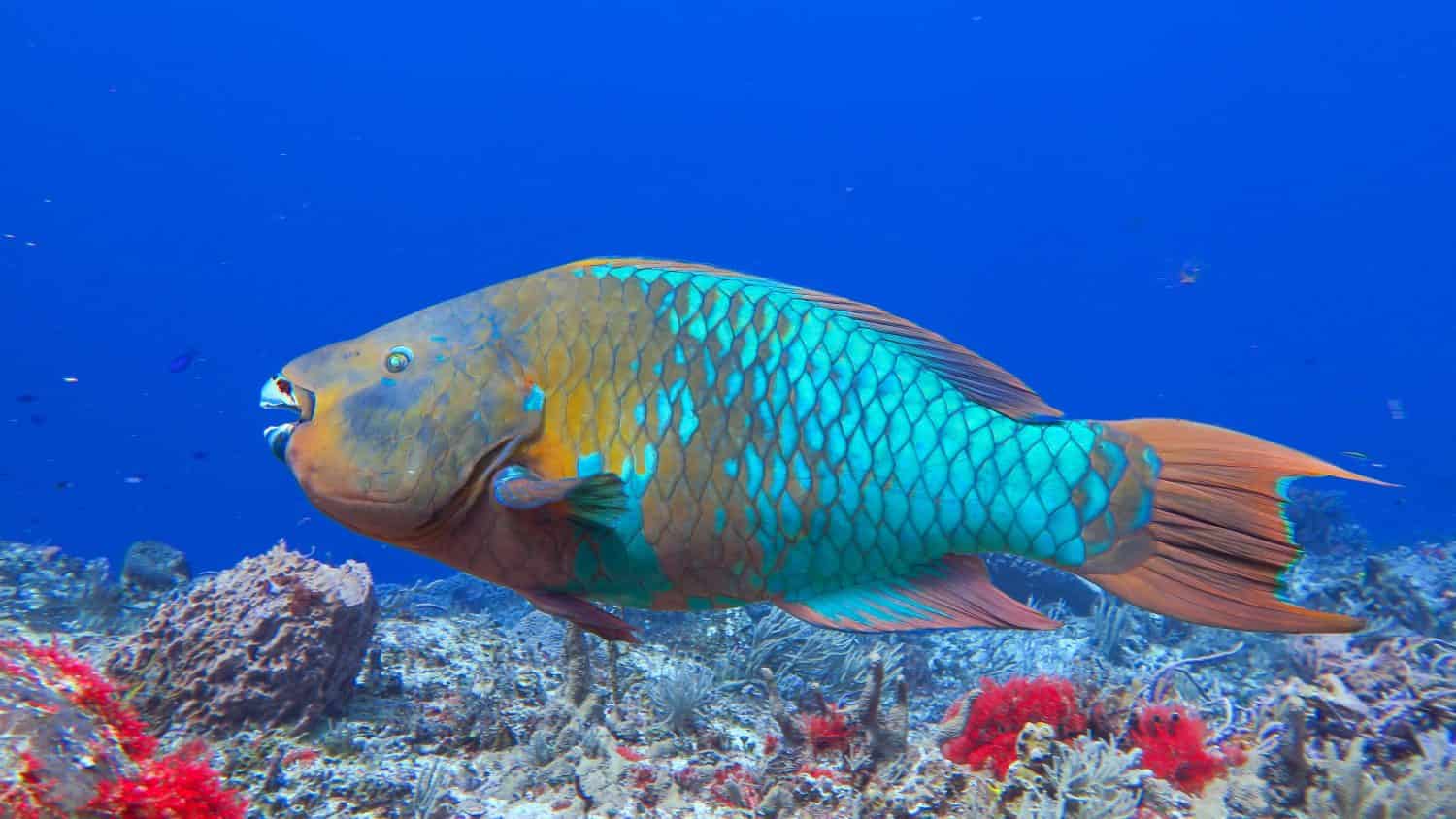 Rainbow parrotfish Scarus guacamaia. Reef fish mexican caribbean cozumel island