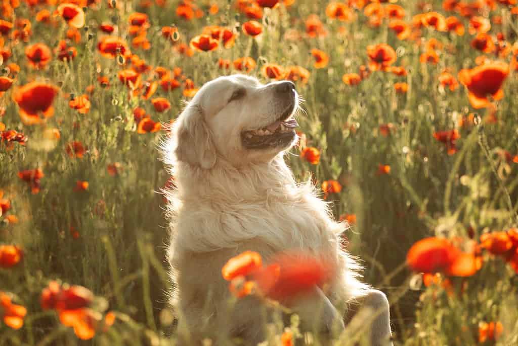 A Golden Retriever sits on his hind legs and holds his paws up in a poppy field at sunset