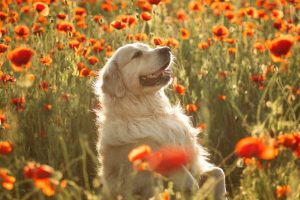 10 Dog Breeds Most Similar to Golden Retrievers Picture
