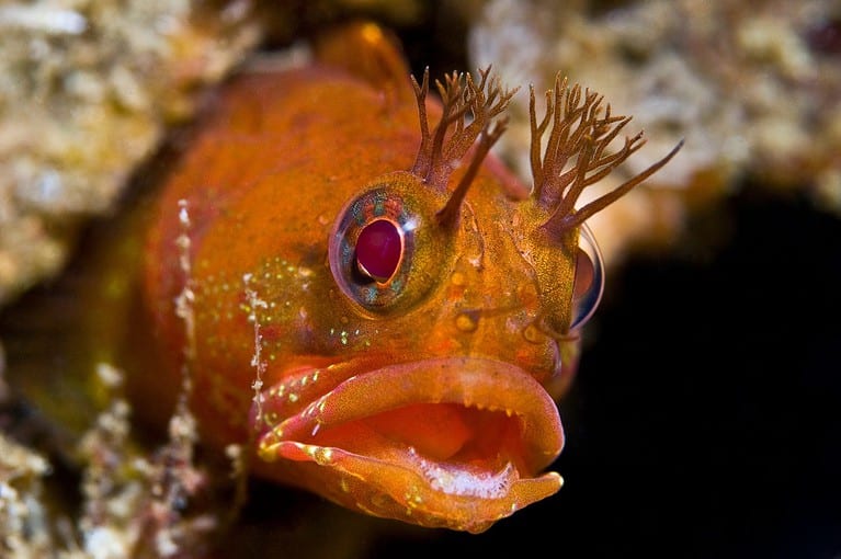 Incredible Fish The 20 Scariest Things Still Lurking in the Ocean Today - A-Z Animals