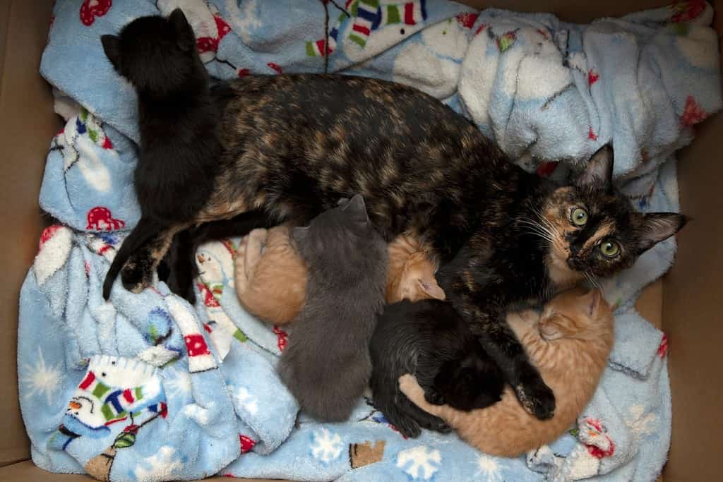 tortoiseshell cat mama nursing and cuddling with her litter of small and newborn kittens orange tabby, black kittens, and gray kitten in a nest with blankets