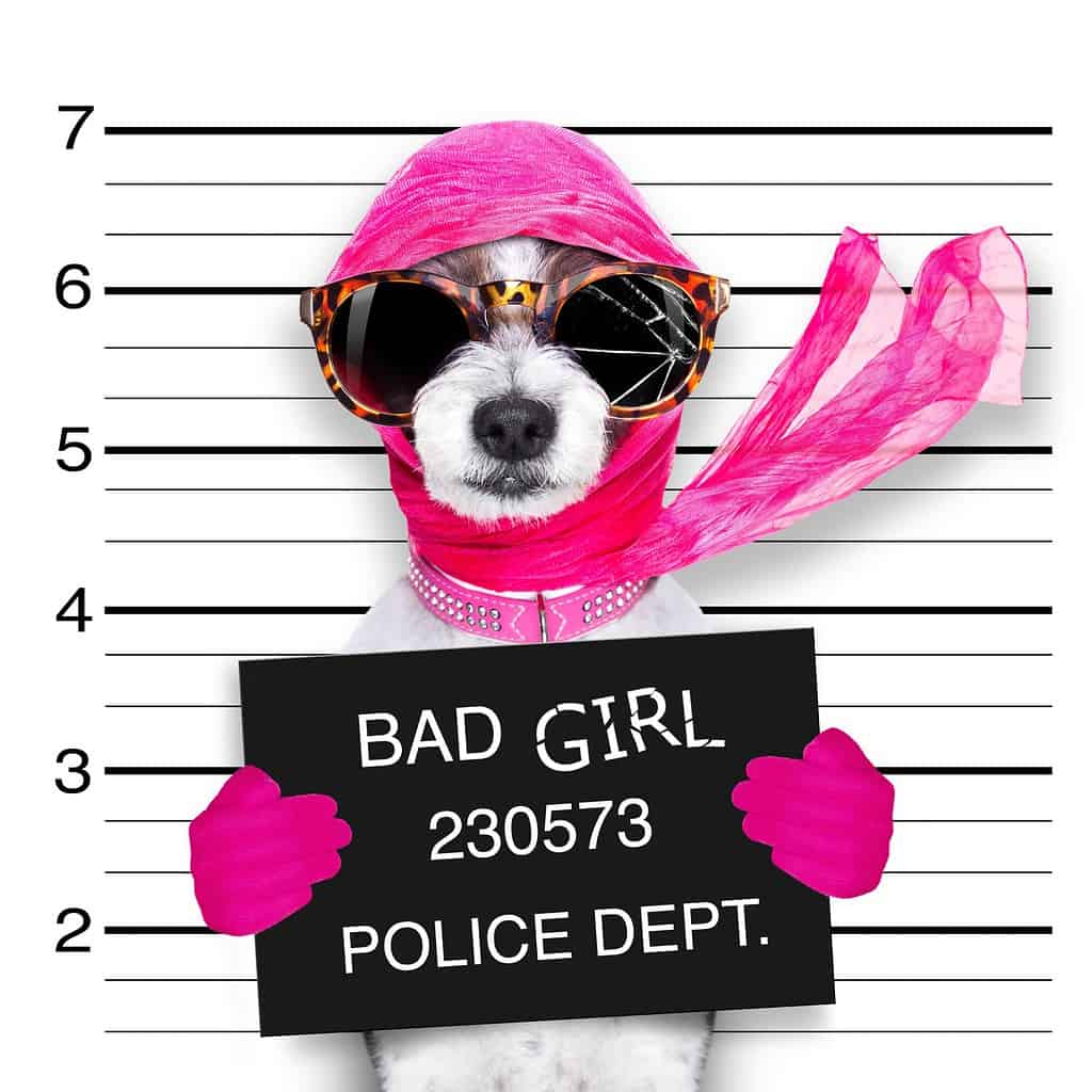 diva lady girl dog posing for a lovely mugshot, as a criminal and thief with broken sunglasses and scarf