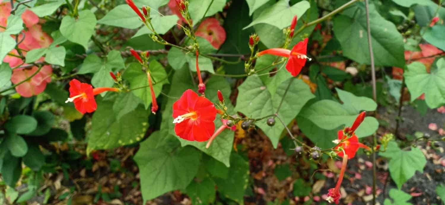 Ipomoea hederifolia, ivy-leaved morning glory is trumpet-shaped flowers, in shades of red to yellow white, bloom in clusters. It is a beautiful plant with stunning foliage and captivating blossoms.