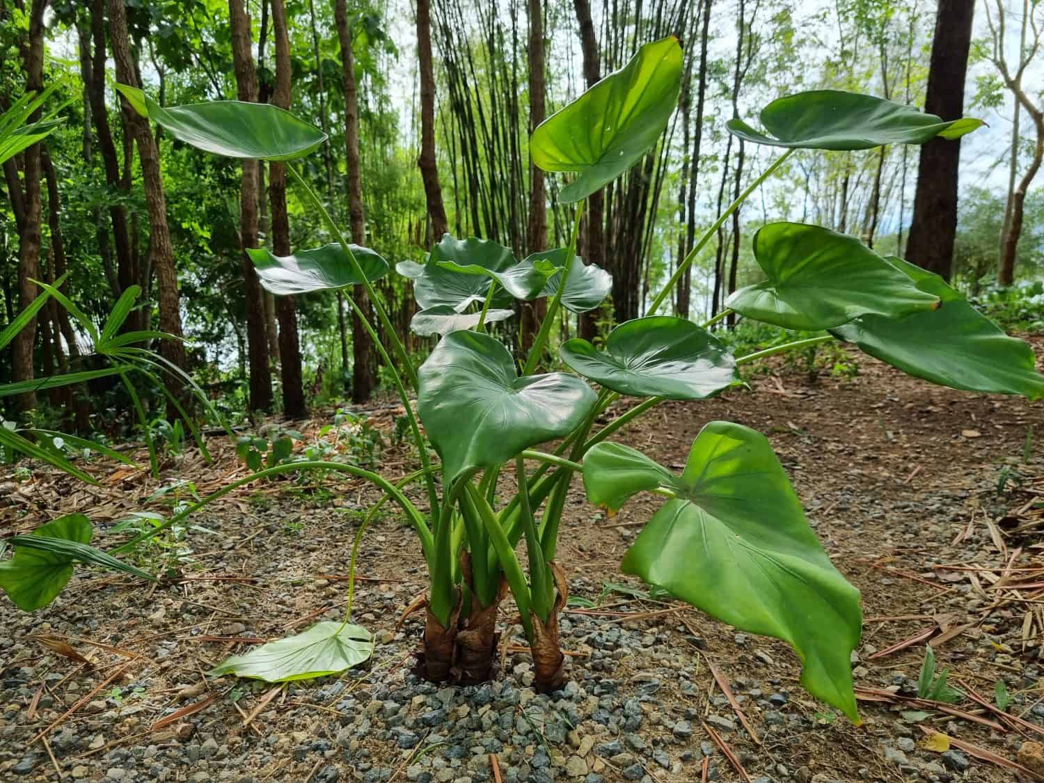 philodendron rugosum grow well on the ground in forests