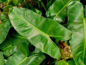 Philodendron Rugosum Care Guide: 13 Tips for a Healthy Plant Picture