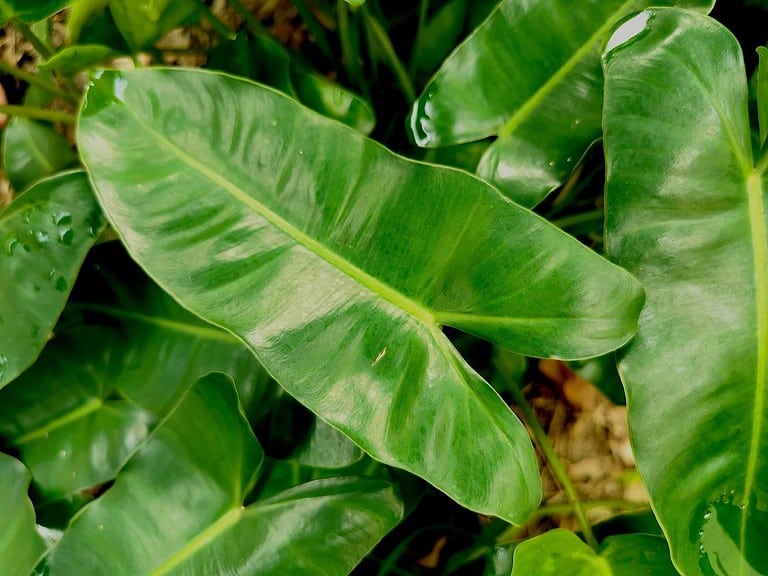 Philodendron Rugosum Care Guide: 13 Tips for a Healthy Plant - A-Z Animals