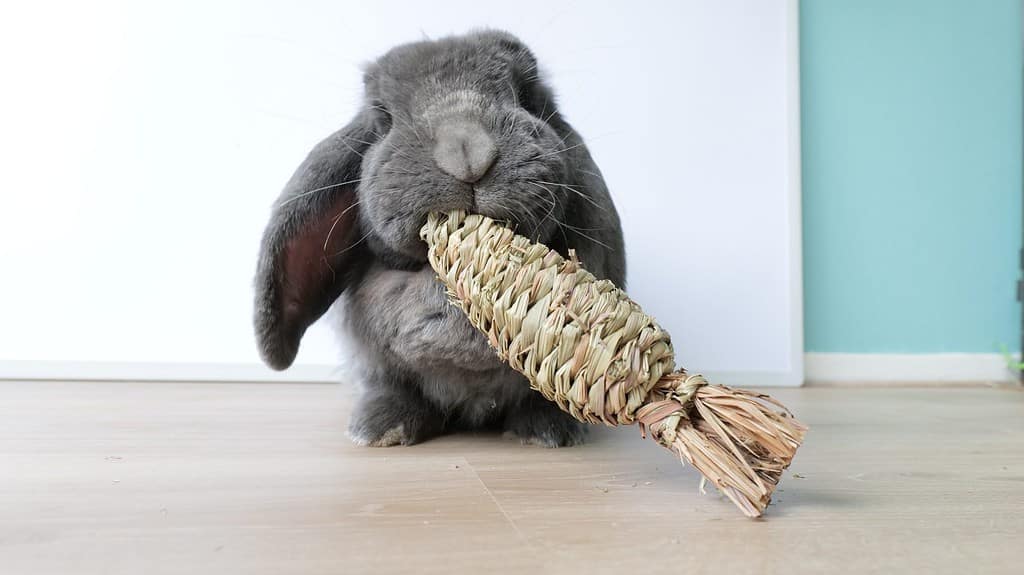 Cute grey french lop bunny rabbit chewing on a chewing toy