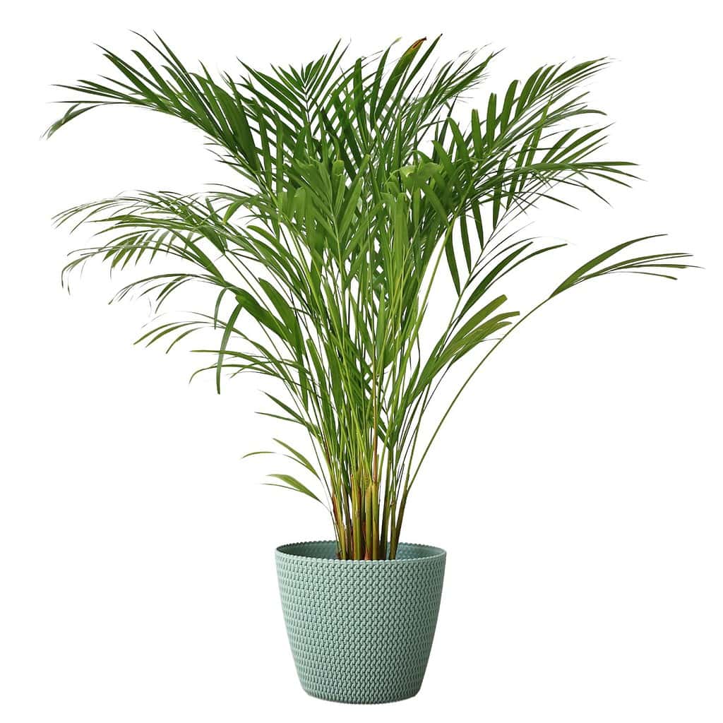 Areca Palm tree Decorative isolated on white background .Dypsis lutescens plant, also known as golden cane palm, areca palm, yellow butterfly. Green palm leaves in tropical forest. Chrysalidocarpus