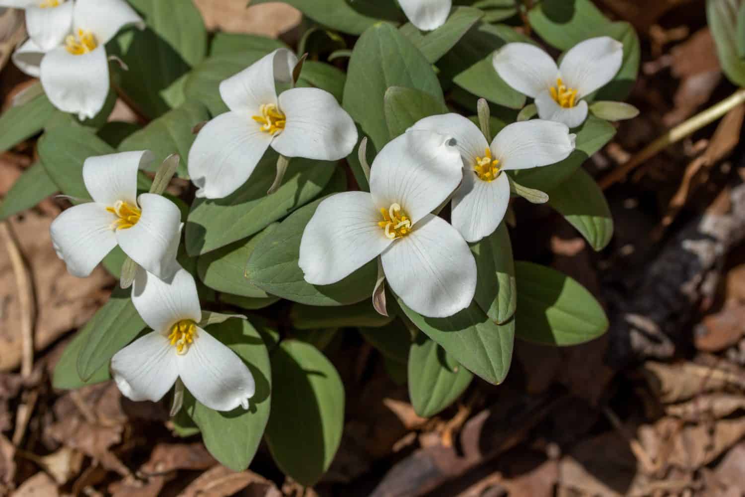 27 Types of WHITE Wildflowers in the United States! (2024) - Bird Watching  HQ