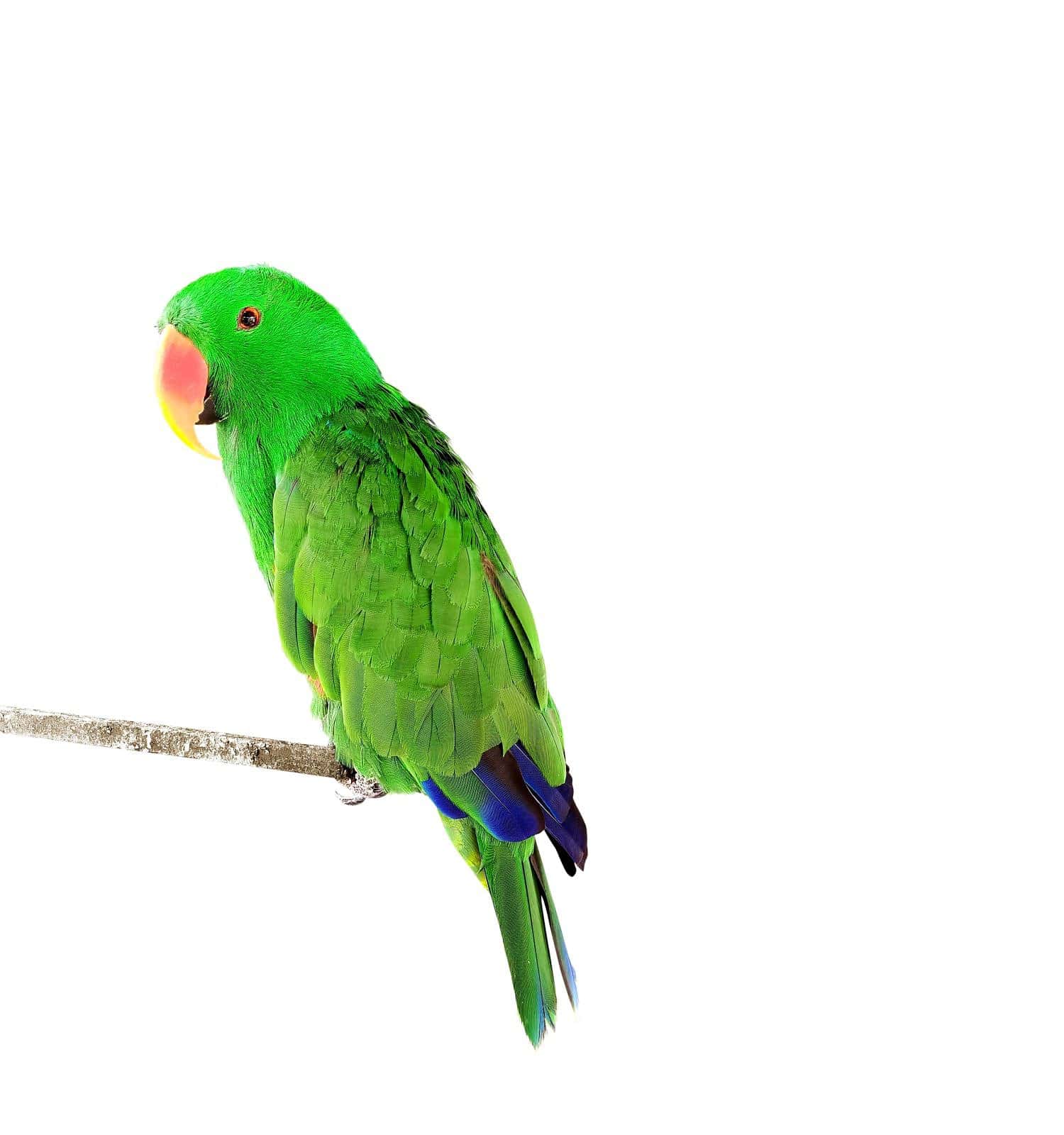 Beautiful green Electus parrot isolated on white