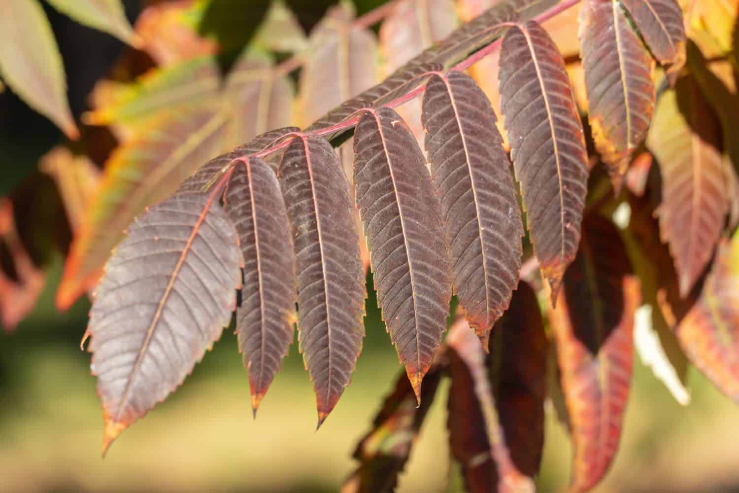 Brown leaf of сanadian sumac in autumn garden. Rhus tree of family anacardiaceae. Orange leave of deciduous shrub. Spice from ground berries of type sumac. Autumn foliage pattern. Natural background.