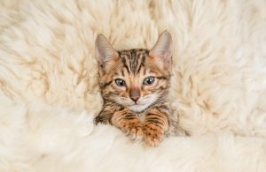 Are Bengals the Most Troublesome Cats? 10 Common Complaints About Them Picture