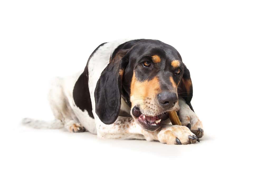 Bluetick Coonhound Progression: Growth Chart, Milestones, and Training ...