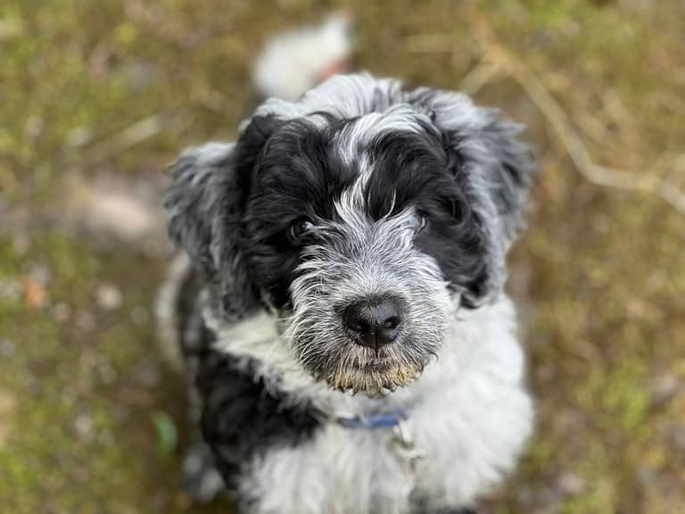 Silver Fox Portuguese Water Dog Puppy Portrait