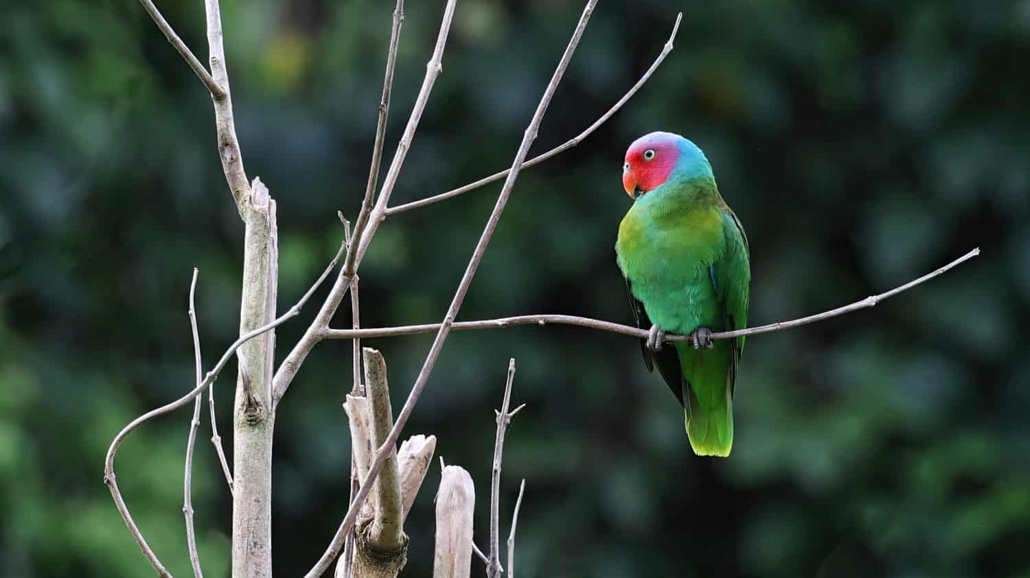Red-cheeked parrot (Geoffroyus geoffroyi), bird of Halmahera, Indonesia