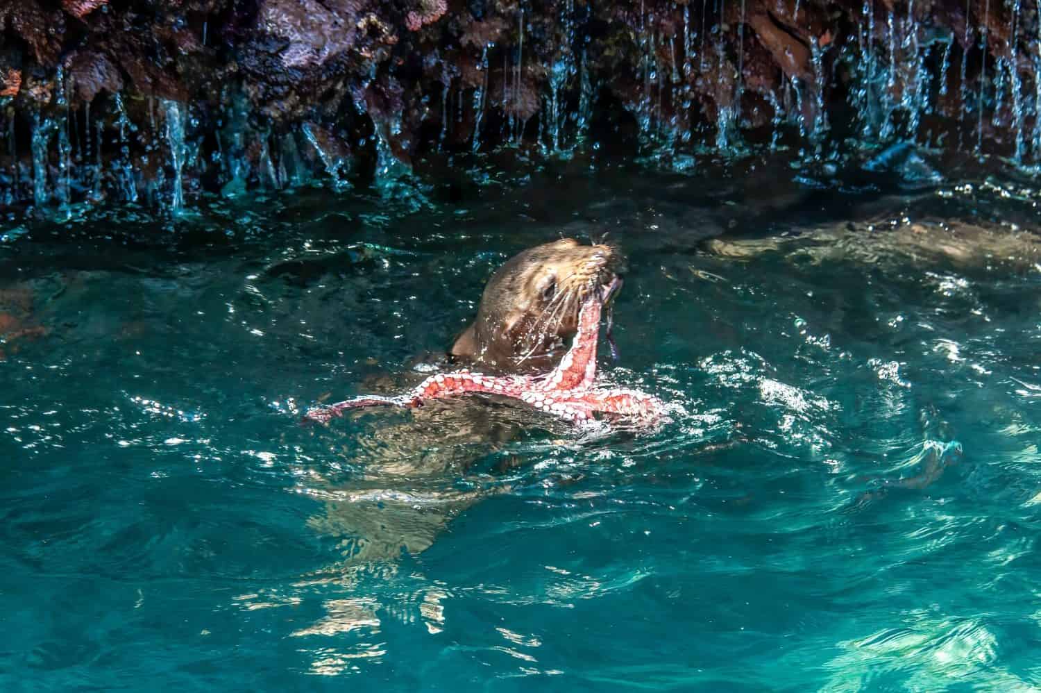 Action shot of sea lion eating an octopus in the galapagos