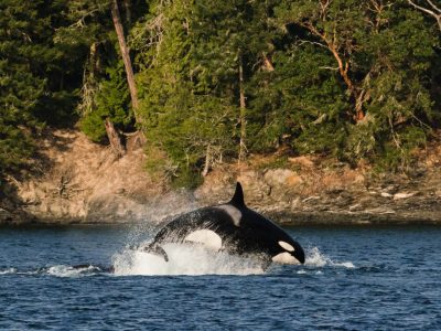A See These Beautiful Orcas Doing Backflips Close To Shore