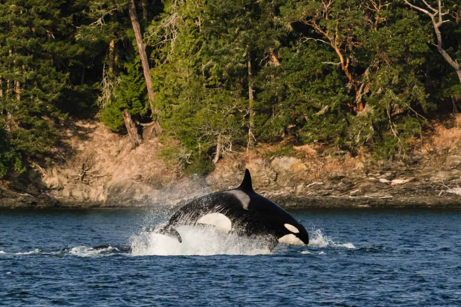 Side view of a transient orca breaching during a sea lion hunt