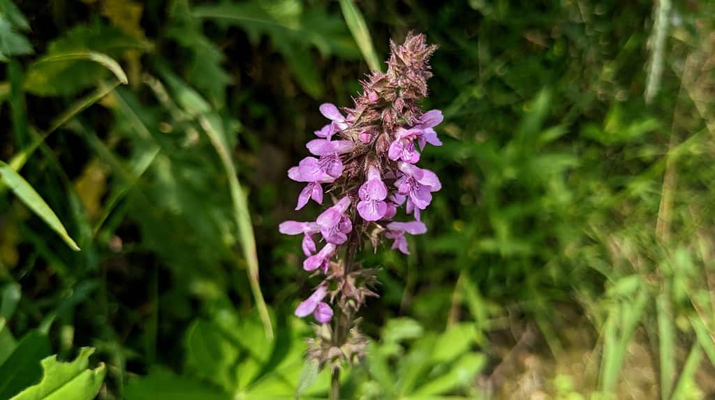 Bright pink inflorescence of marsh woundwort or clown's woundwort or clown's heal-all or marsh hedgenettle or hedge-nettle (Stachys palustris)
