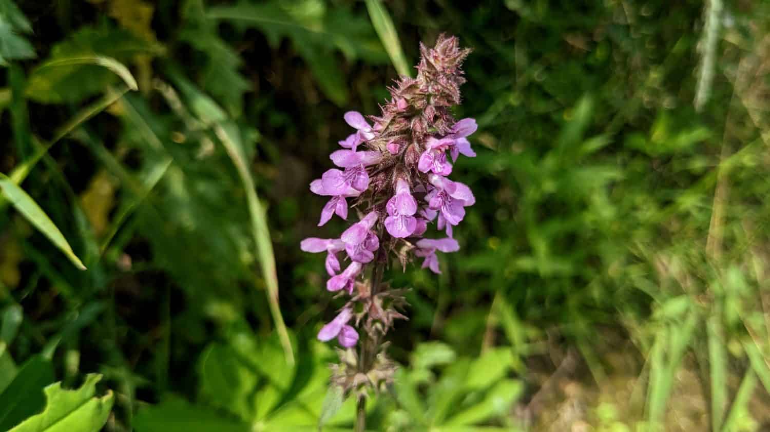 Discover 10 Amazing Types of Pink Wildflowers - A-Z Animals