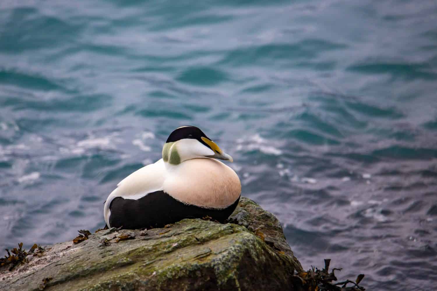 A beautiful, unique common eider (Somateria mollissima) sea duck, Cuddy's duck, resting on a rock spotted at Jökulsárlón lagoon, Iceland