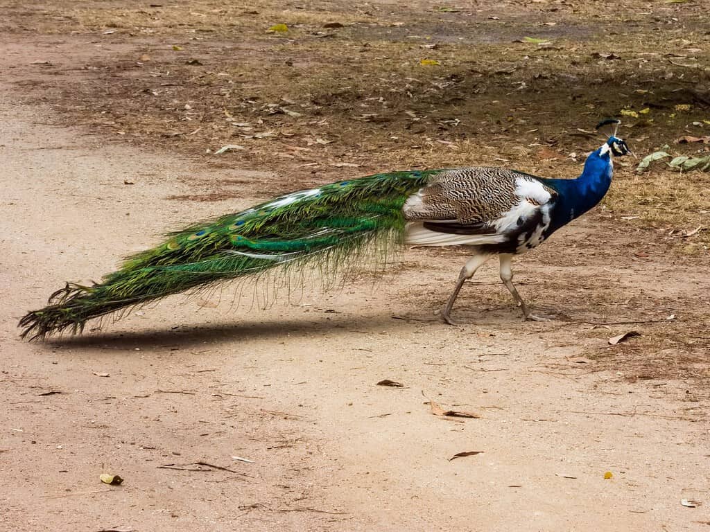 Indian Peacock with Leucistic Feathers