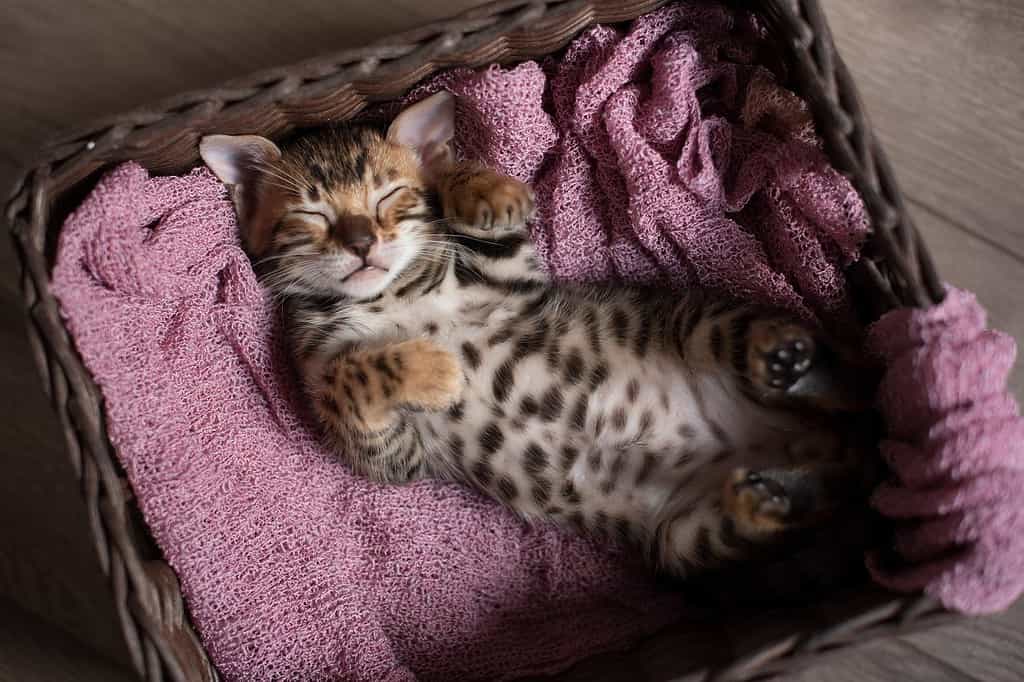 Cute Bengal kitten sleeps in a wicker basket on its back with its paws up