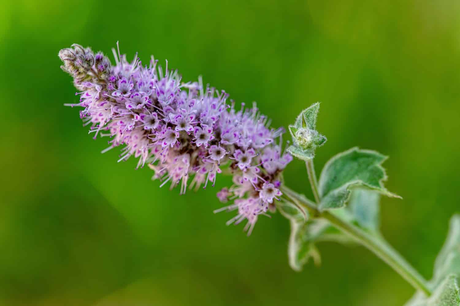 Wild Mint Flower Mentha Arvensis