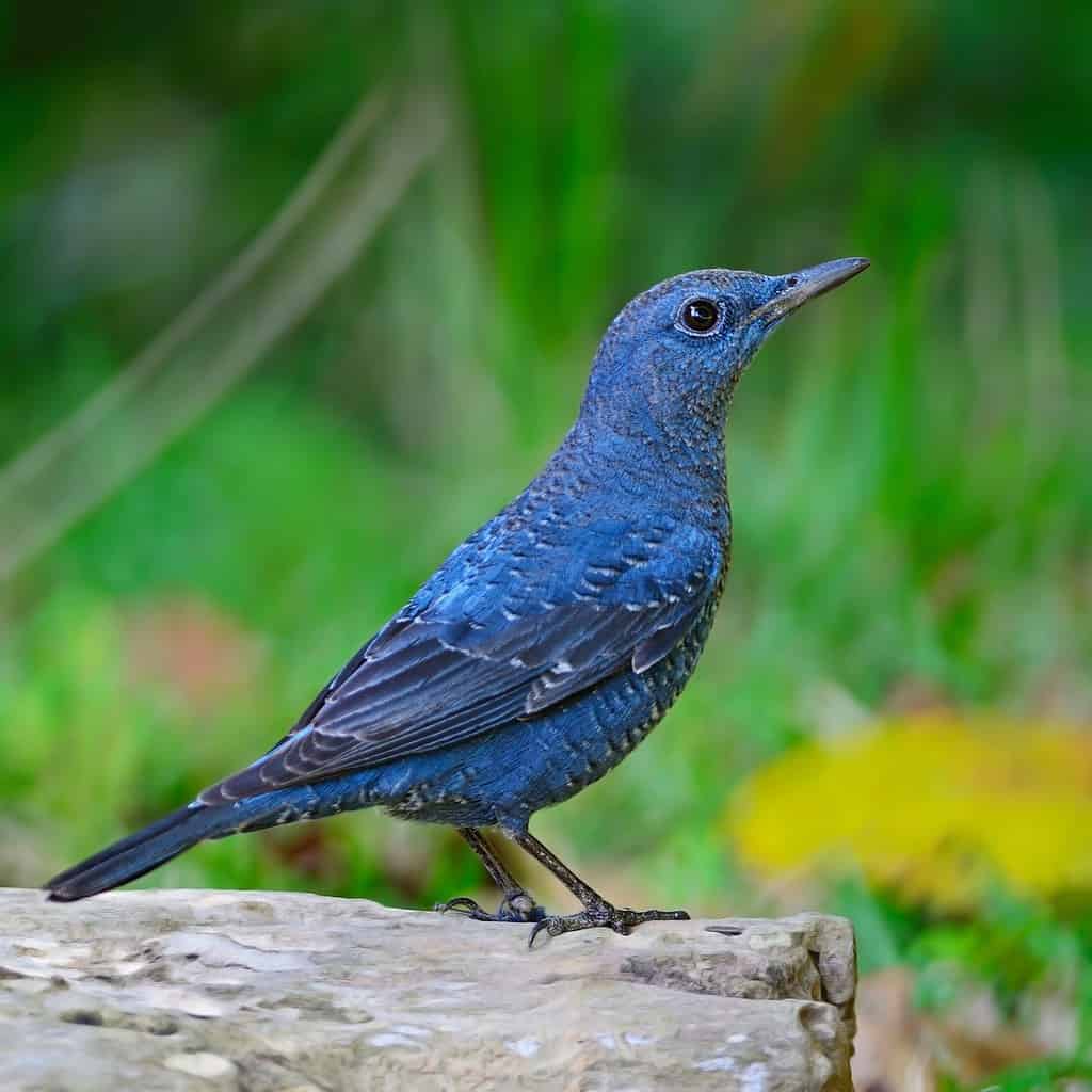 Blue bird, male Blue Rock-Thrush (Monticola solitarius), standing on the log, side profile