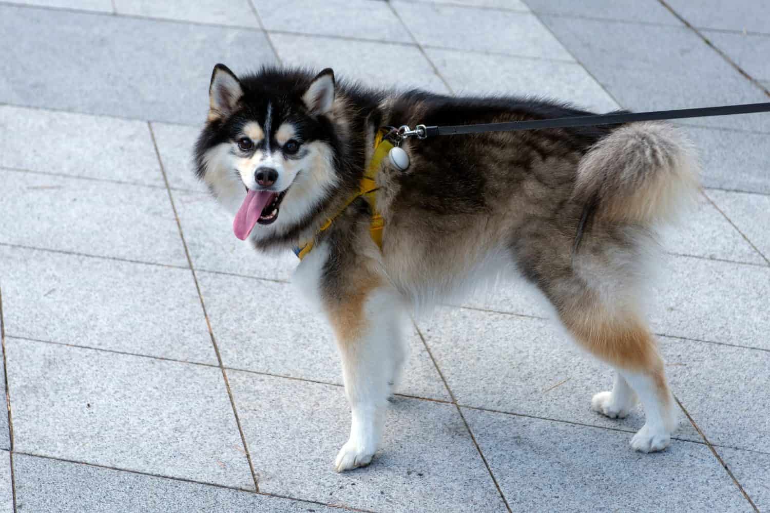 The Pomsky is a cross of the Siberian husky and the Pomeranian, also known as the Pomeranian Husky Mix. It's a small to medium dog breed at about 10 to 15 inches tall, weighing between 20 to 30 pounds