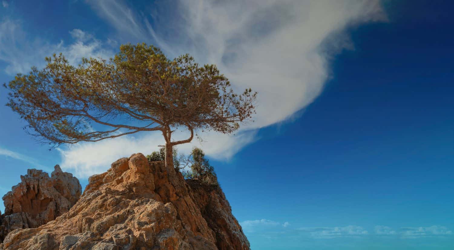 Cedar tree on a rock against the background of fluffy clouds on a blue sky