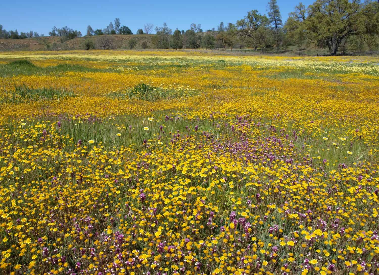 macro wildflowers, shell creek road, san luis obispo county, california