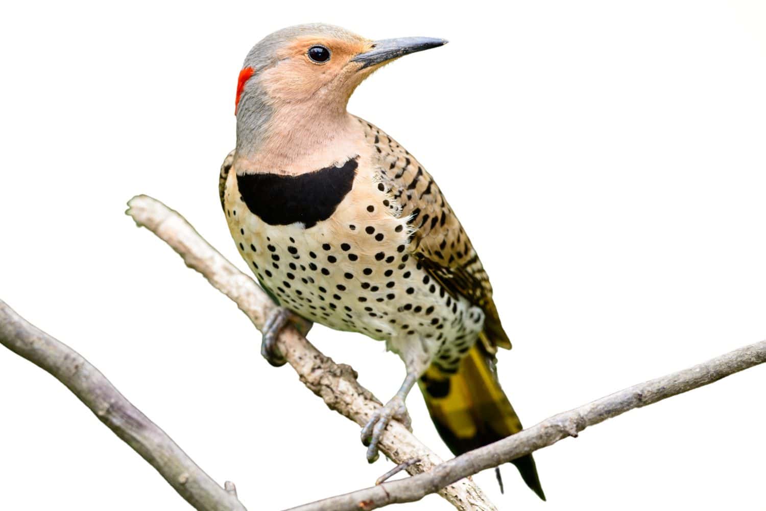 Northern Flicker: Known for its "wick-a-wick-a-wick" call.