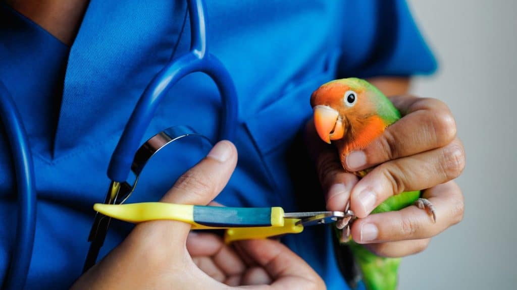 Exotic veterinarian trim parrot love bird nails - Tropical companion animals