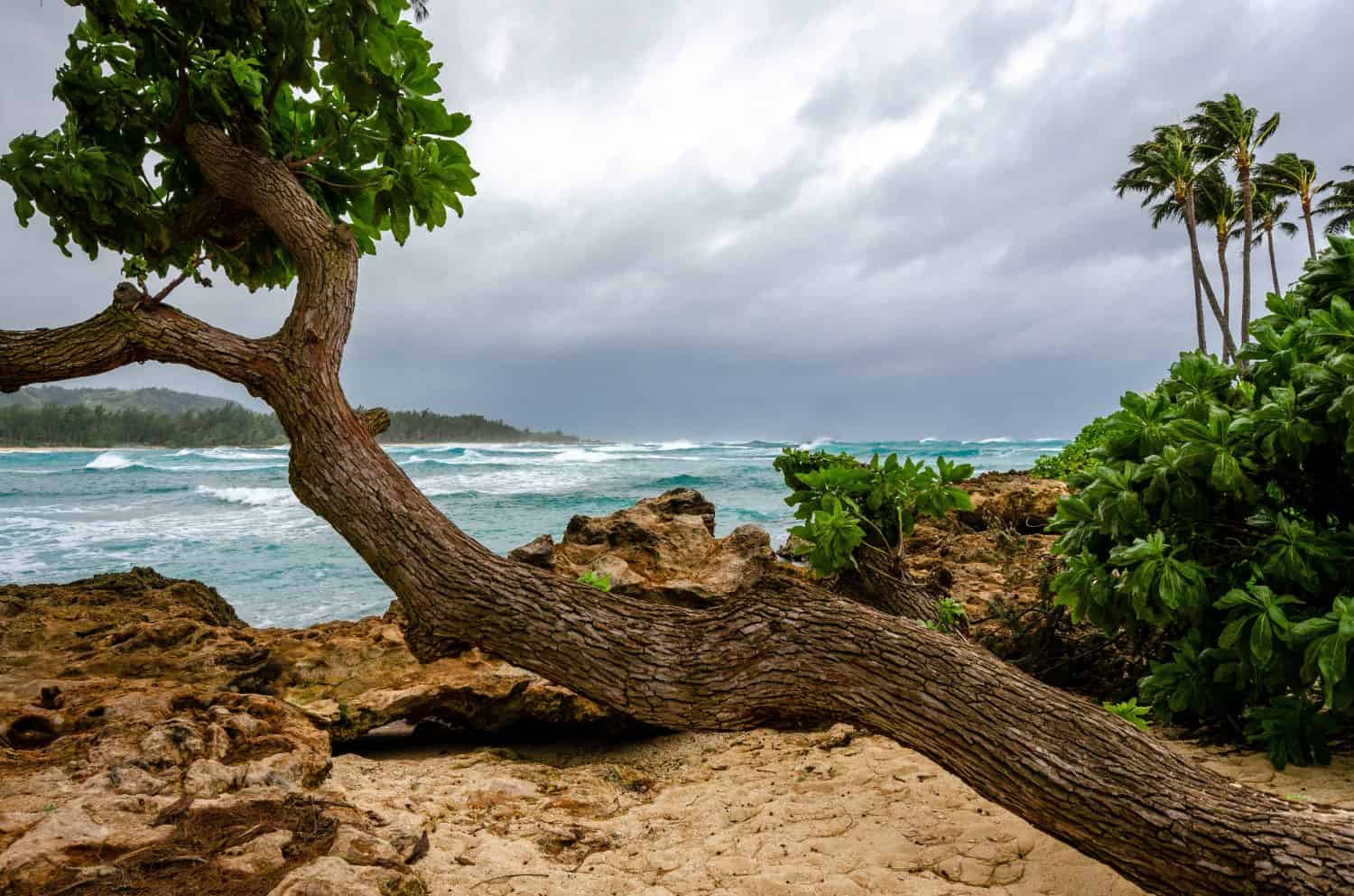 Kawela Bay on North Shore of Hawaii. Blue water with stormy skies and surf. Palm and other exotic trees lining a sandy and rocky beach.