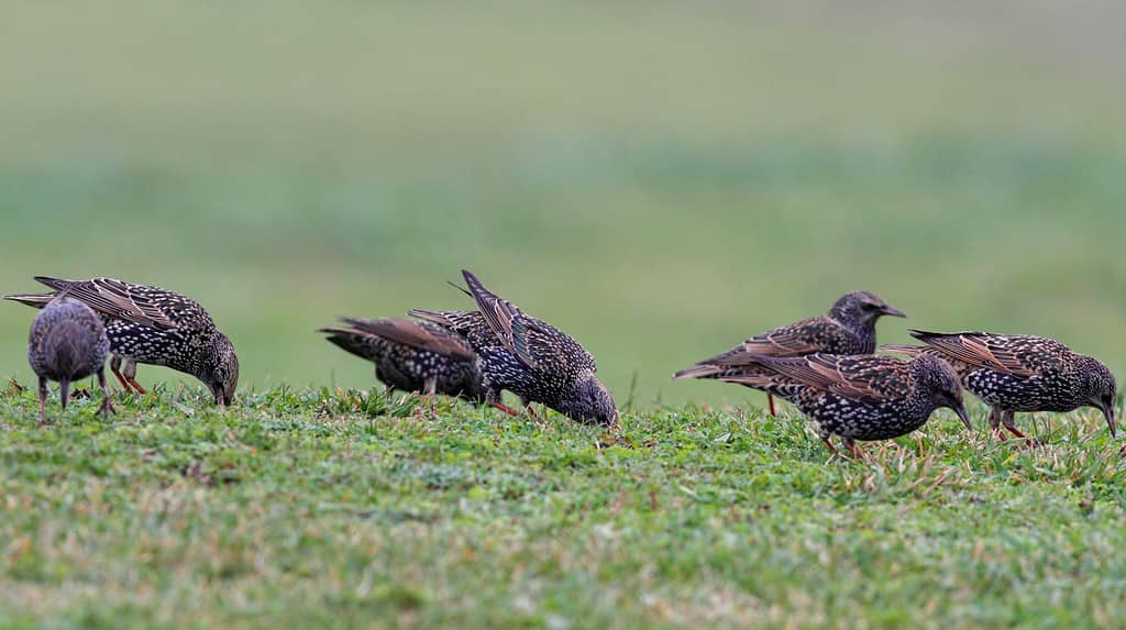 Starling flock looking for food in the grass, north of Portugal (Focus on three of the birds)