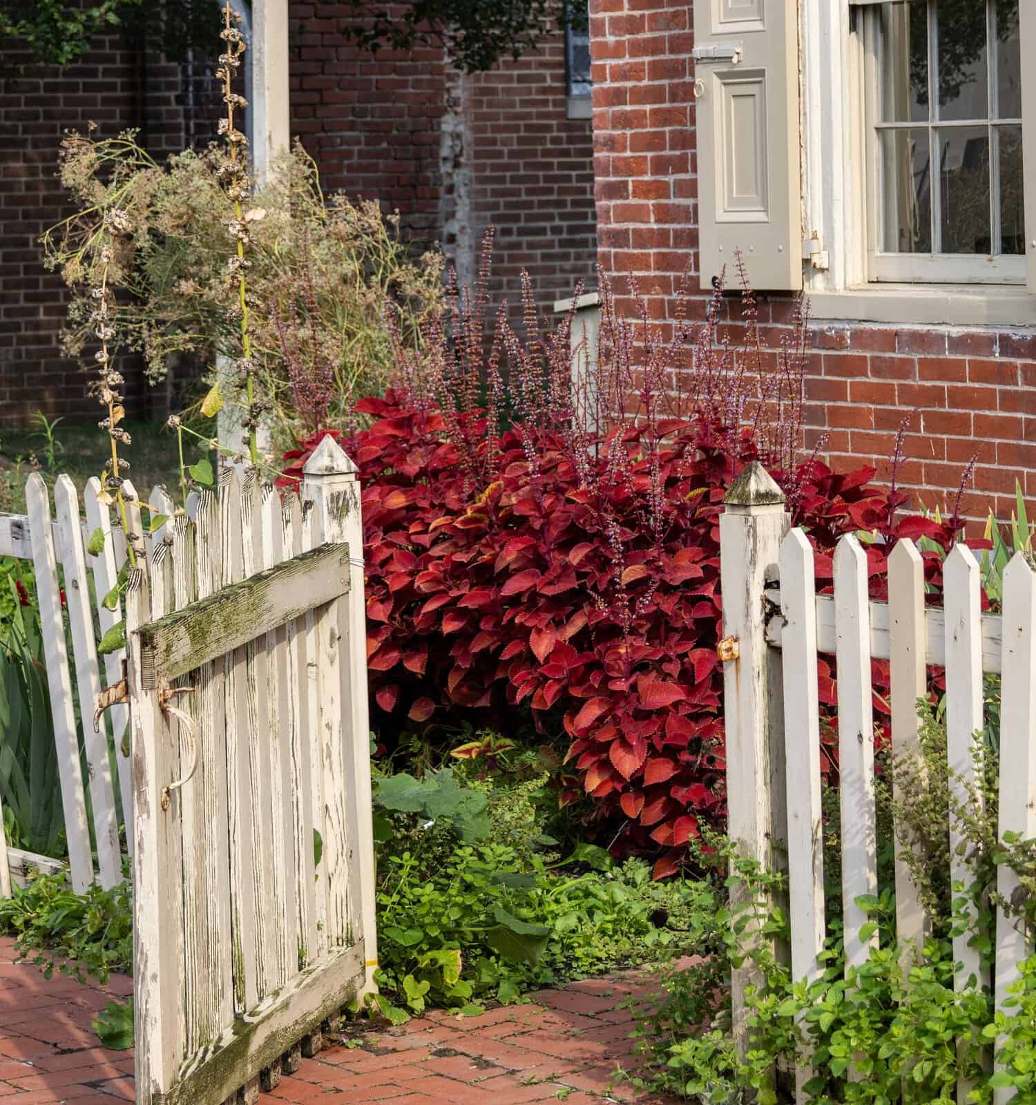 The entrance to the back garden of the Edgar Allen Poe house in Philadelphia has beautiful foliage, a dilapidated old picket fence, and a brick wall.