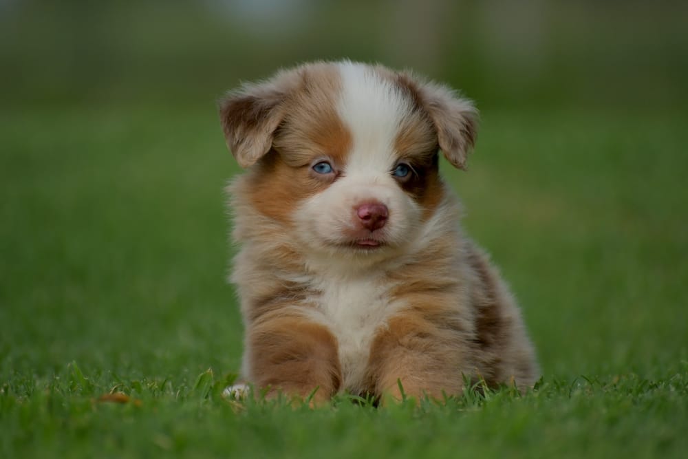 Smallest best sale australian shepherd