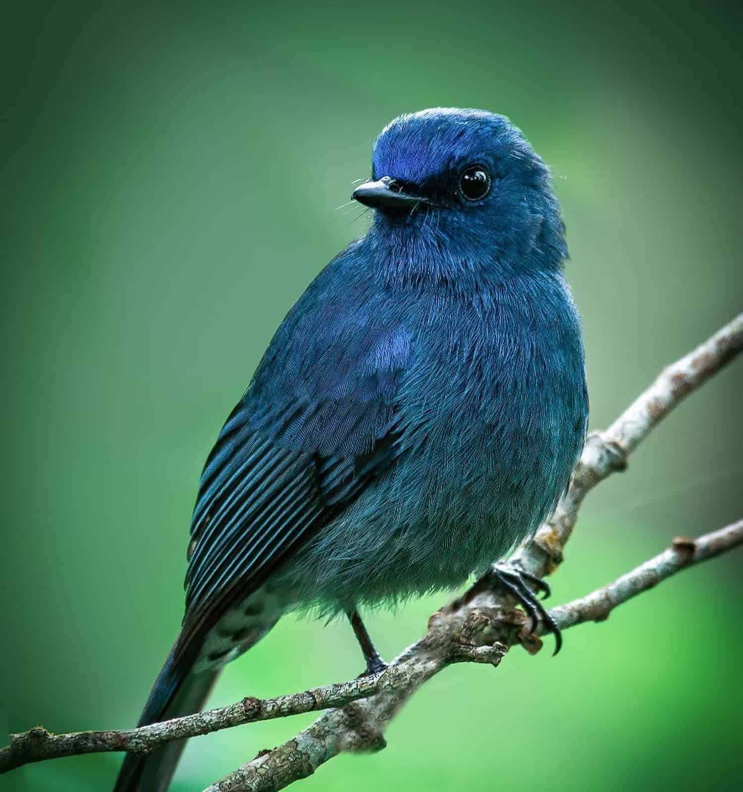 The Nilgiri flycatcher (Eumyias albicaudatus) is an Old World flycatcher with a very restricted range in the hills of southern India