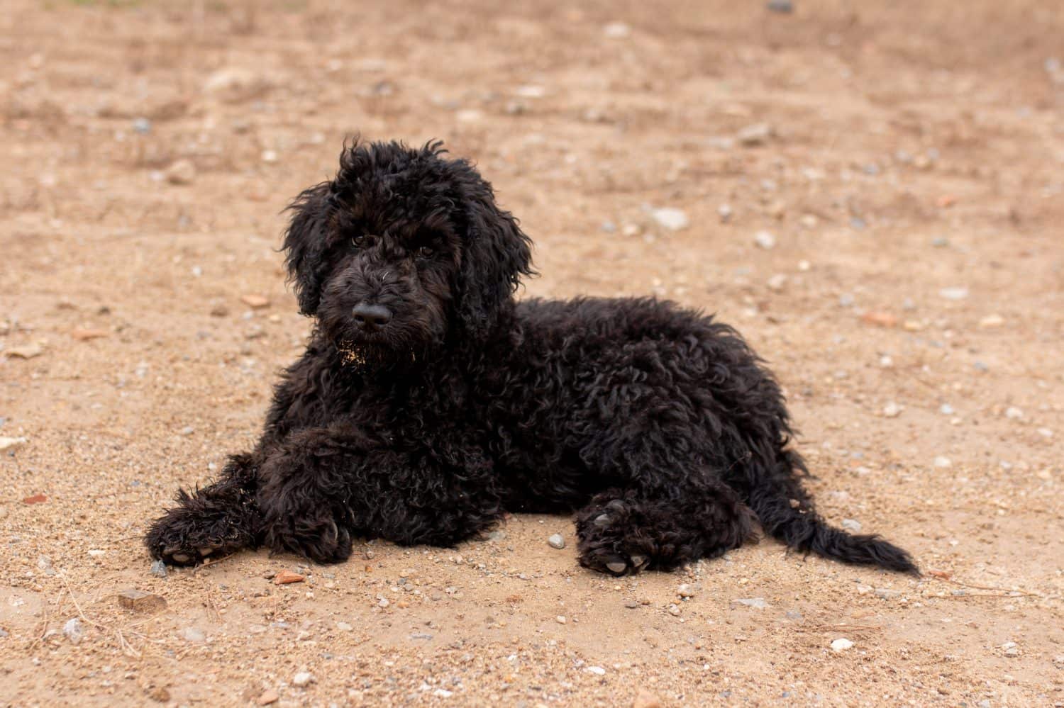 portuguese water dog puppy lying down on the dirty road