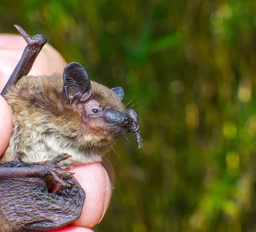 13 Bats in Ohio Most Common Type and Risks AZ Animals