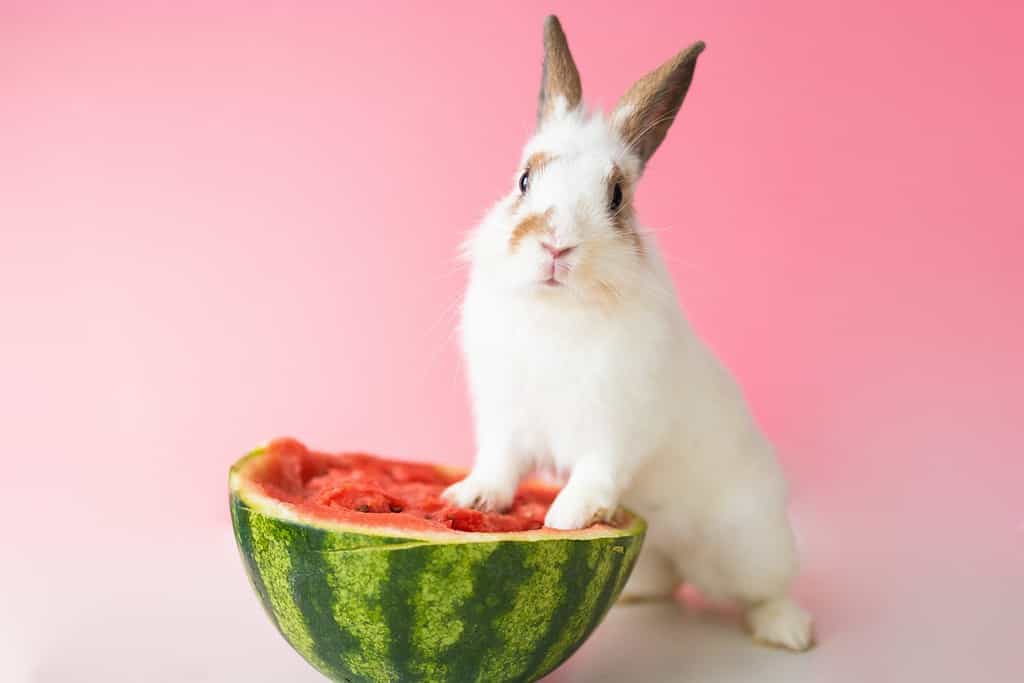 Rabbit and watermelon on pink background. Easter holiday concept.