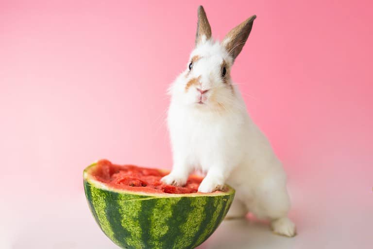 Yes, Rabbits Can Eat Watermelon! But Follow These 4 Tips AZ Animals