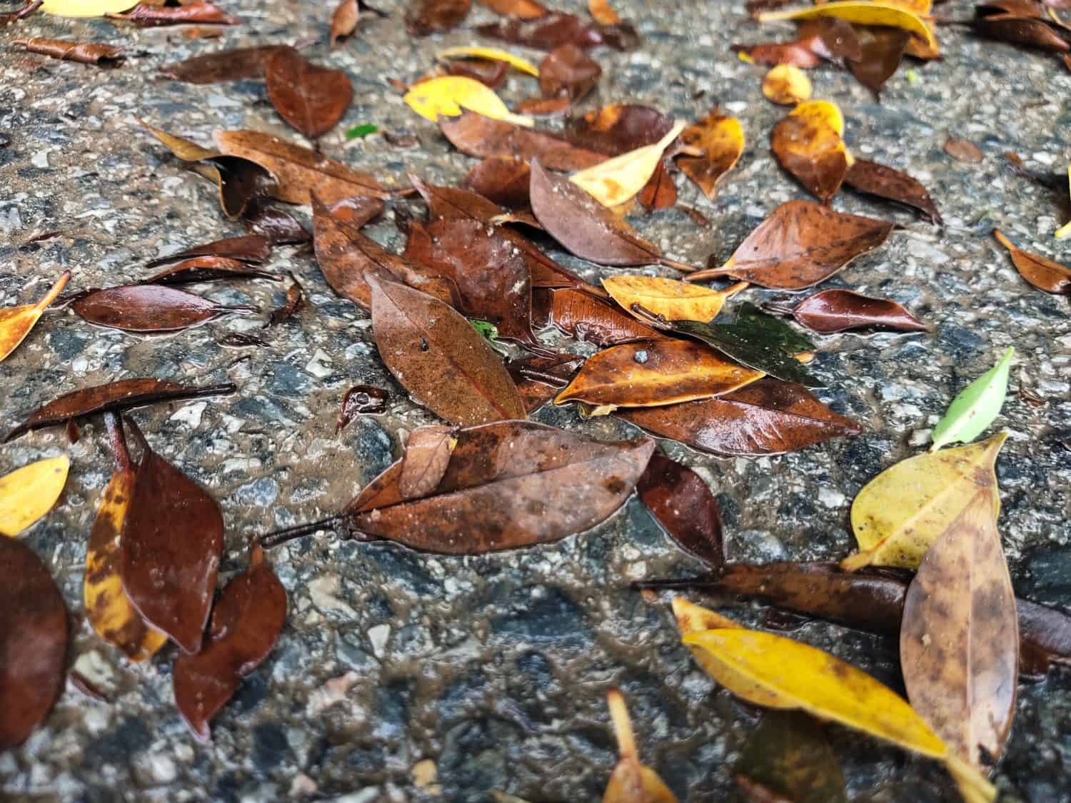 Dry leaves on wet ground after rain