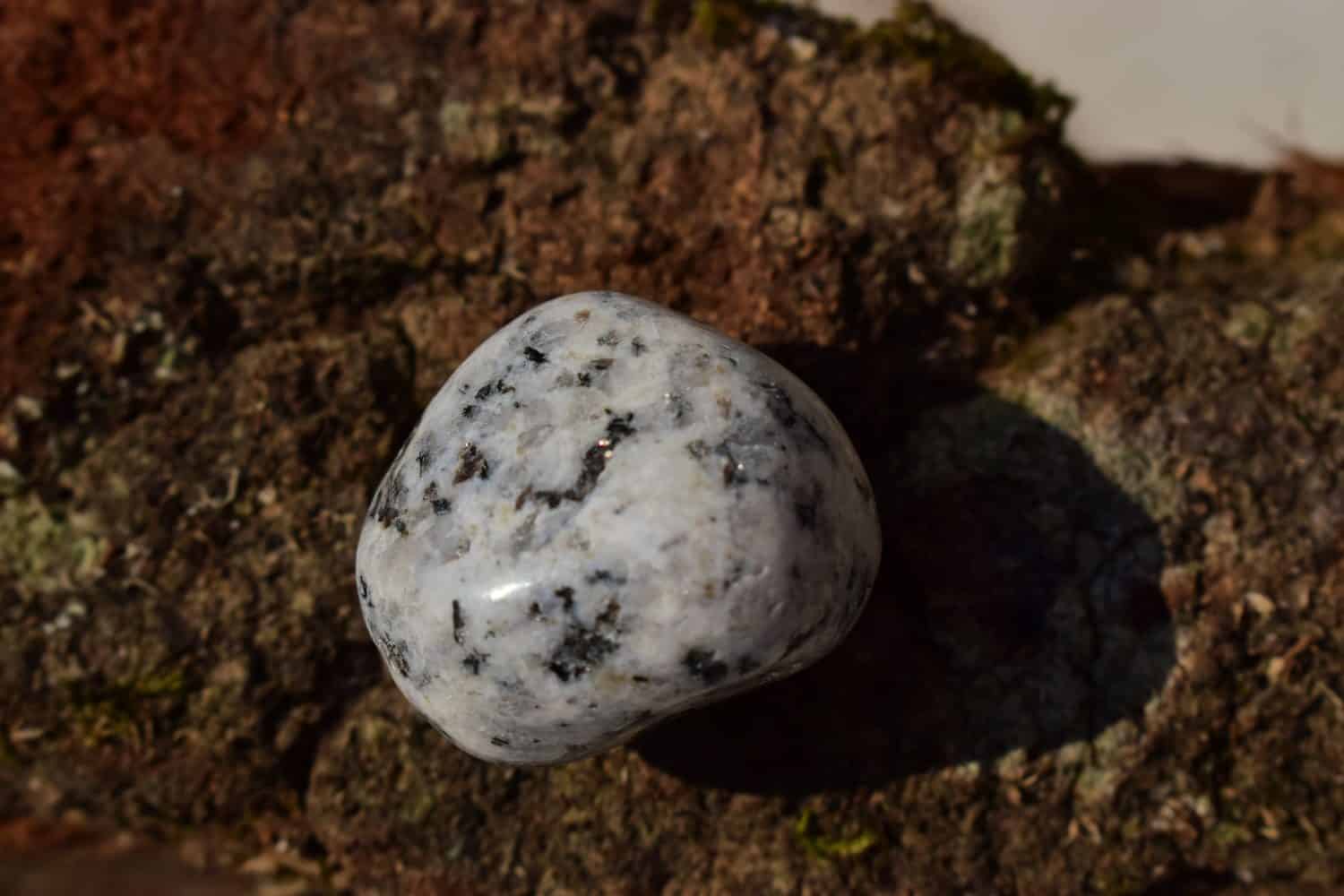 Polished perthite aka jasper dalmatian on dark brown green wood.A closeup of white gray black rock, form of feldspar on day light.An outdoor shot of shiny textured stone, geology, petrology.
