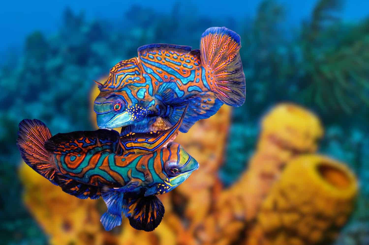 Unique Saltwater Reef Fish Unique Saltwater Reef Fish