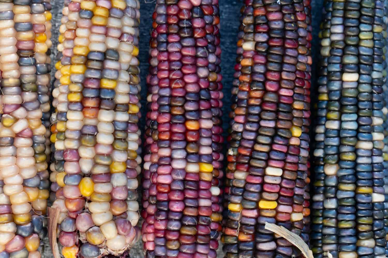 Several colorful corn cobs of different colors lie next to each other. The ornamental corn comes in pink, blue, yellow and white. The corn forms a background.